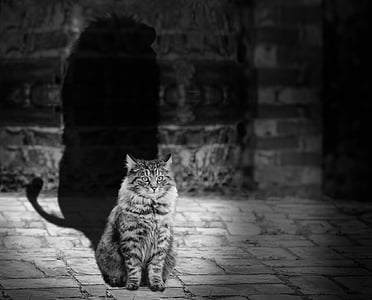 long-fur cat grayscale photo thumbnail