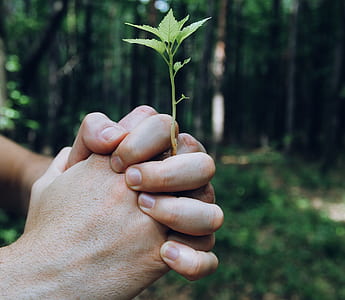 selective focus photography of person holding leafed plant thumbnail