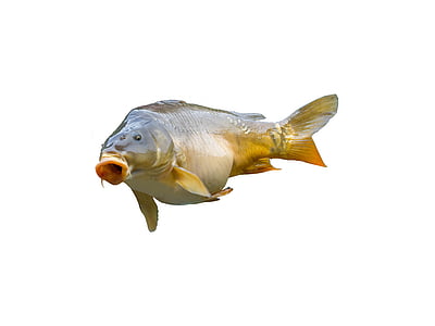 gray and orange fish on white background thumbnail