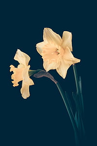 yellow flowers in blue background thumbnail