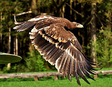 brown flying eagle thumbnail