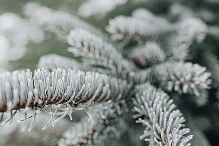Frozen leaves & twigs thumbnail
