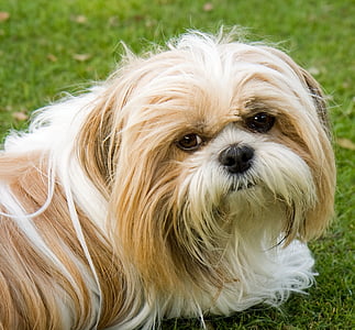 adult tan Maltese thumbnail