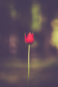 close up photo of red tulip in bloom thumbnail