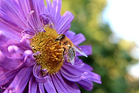Macro Photography of Bee on a Flower thumbnail