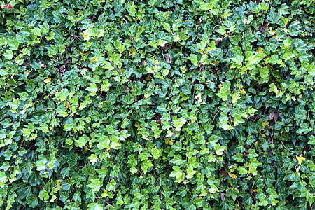 green leafed plants thumbnail