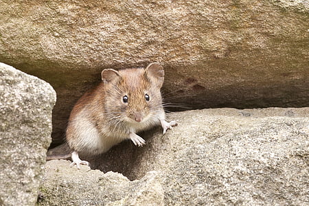 brown rat under rock during daytime thumbnail