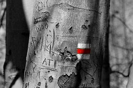 photo of tree trunk thumbnail