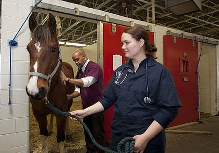 woman holding horse bit near horse cage thumbnail