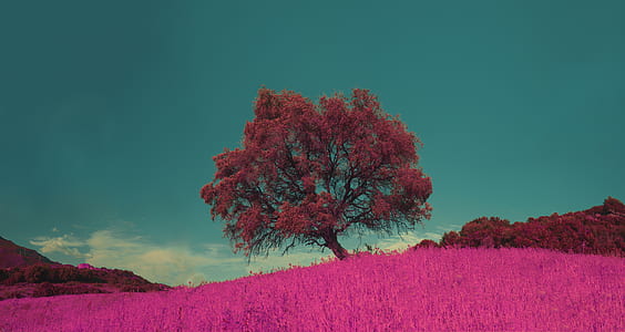 red leaves tree near mountain during daytime thumbnail