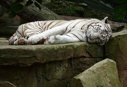 white Tiger closeup photo thumbnail