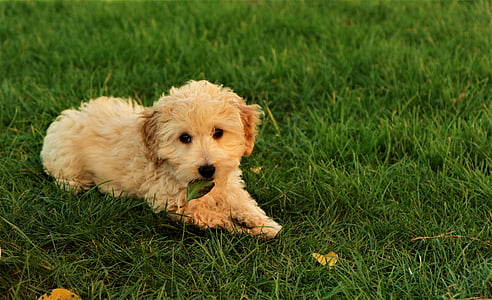 close-up photography of fawn puppy on field thumbnail