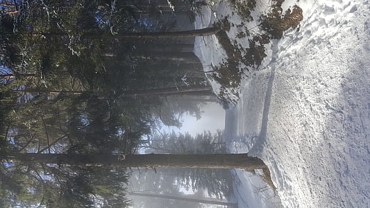 snow trails surrounded by trees thumbnail