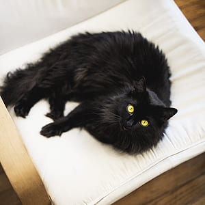 long-fur white cat lying on white foam thumbnail
