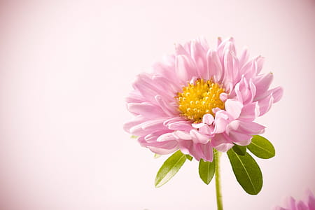 pink-petaled flower in close-up photography thumbnail