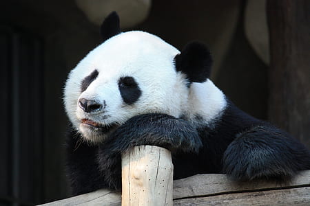 white and black panda on brown wooden post thumbnail