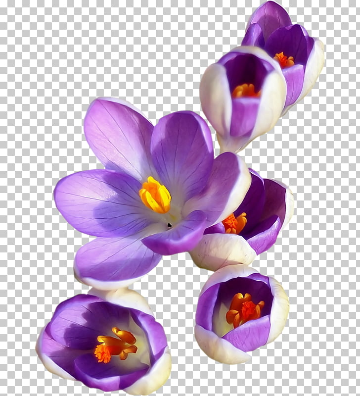 Saffron Flower Tattoo Meaning Best Flower Site