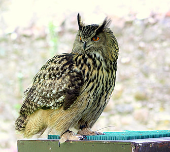 brown owl perched on wooden box thumbnail