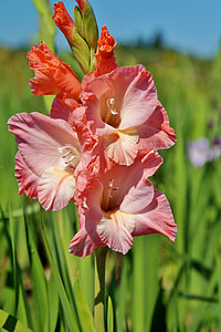 Gladiolus, Gladidus thumbnail