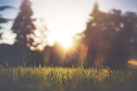 selective focus photography of grass thumbnail