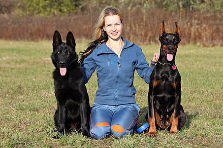 woman sitting between doberman pinschers on green grass during daytime thumbnail