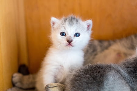 selective focus photography of white kitten thumbnail