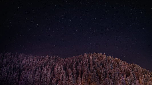 trees under black skies thumbnail