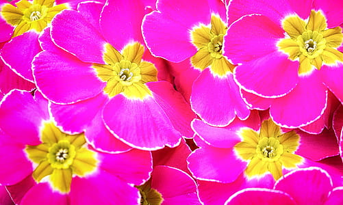 selective focus photography of pink-and-yellow petaled flowers thumbnail