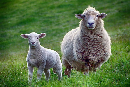 two brown sheep on green grasses during daytime thumbnail