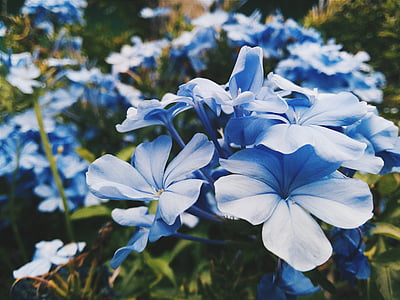 selective focus photography of blue petaled flowers thumbnail