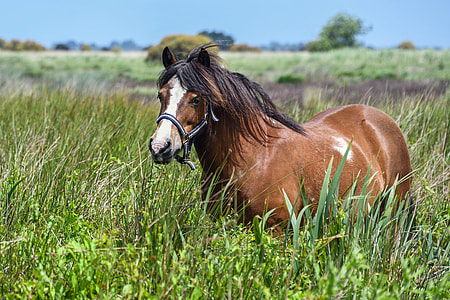 brown horse standing between green grass field during daytime thumbnail