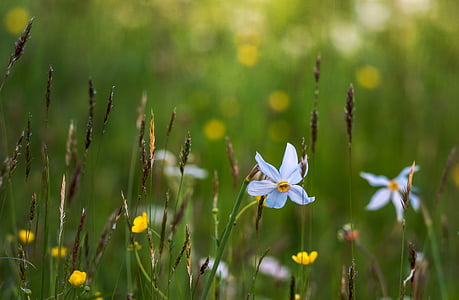 selective focus photography of blooming white petaled flowers thumbnail