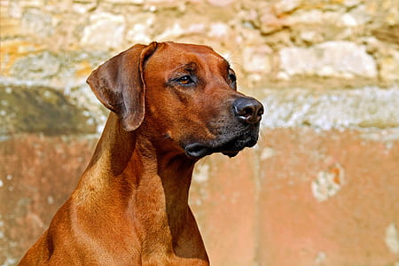 adult Rhodesian ridgeback thumbnail