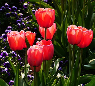 pink petaled flowers thumbnail