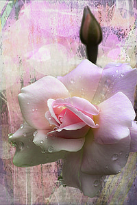 close-up photo of pink rose thumbnail