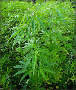 cannabis plant thumbnail