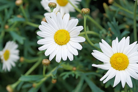 shallow focus of Oxeye Daisy thumbnail