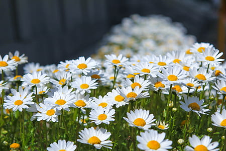 close-up photo of yellow and white daisy flowers thumbnail