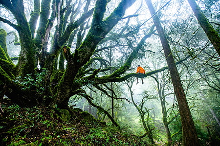 person wearing jacket sitting on tree branch thumbnail