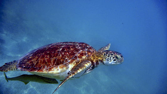 brown and gray turtle thumbnail