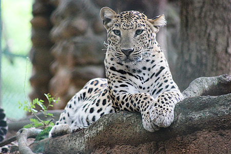 leopard lying on the root of tree thumbnail