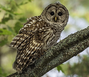 gray owl perching on tree thumbnail