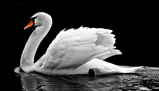 white swan on water photo thumbnail