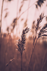 selective focus photo of brown fountain grass at daytime thumbnail