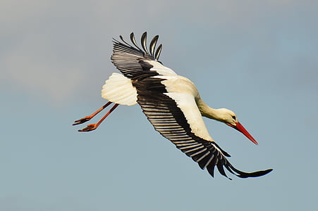 white and black bird thumbnail