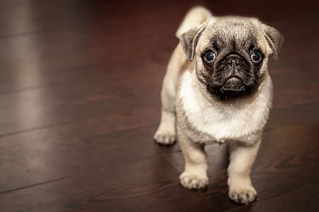 fawn pug puppy stands on parquet floor thumbnail