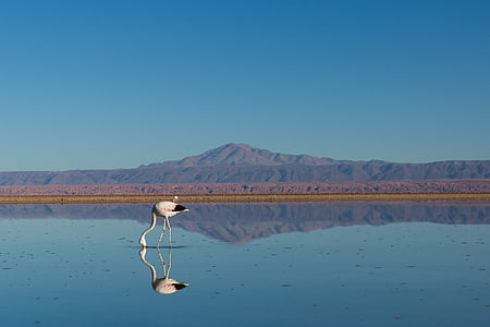 white bird on body of water thumbnail