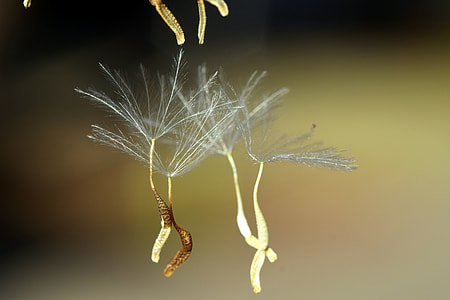 selective focus photography of dandelion seeds thumbnail