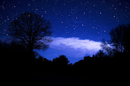 photo of trees during night time thumbnail