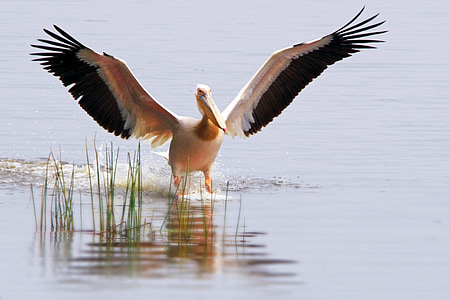 bird about to land on body of water during day thumbnail